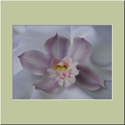 Cymbidium_Orchid.jpg