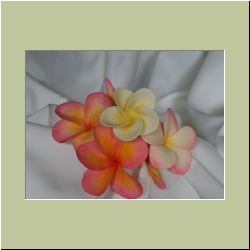 Frangipani.jpg