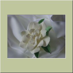 Gardenia.jpg