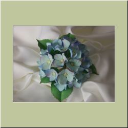 Hydrangea.jpg