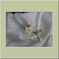 Stephanotis.jpg