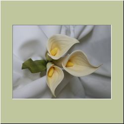 White_Calla_Lily.jpg