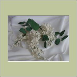 White_Lilacs.jpg